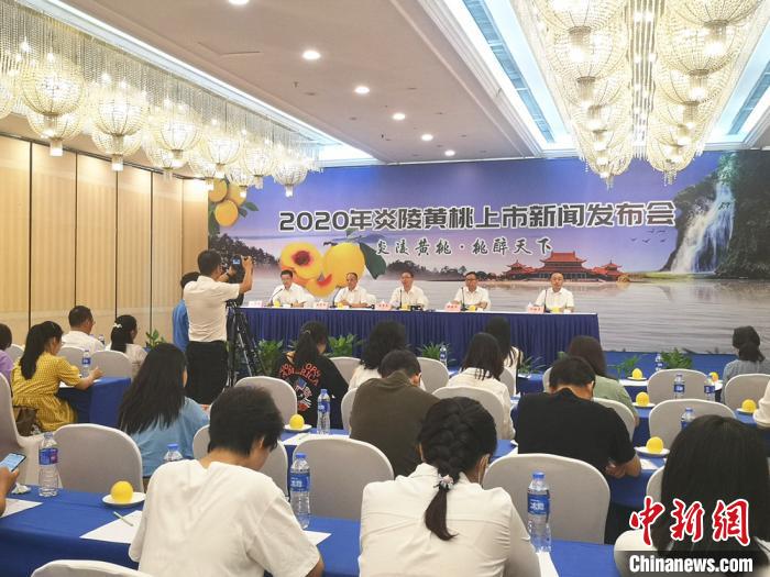 2020年炎陵黄桃上市新闻发布会22日在长沙召开。　刘曼 摄
