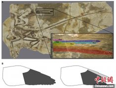 中以科学家合作发现长羽毛恐龙1.2亿年前已顺序